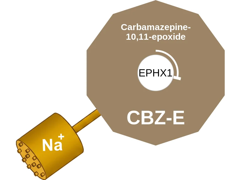 Carbamazepine-10,11-epoxide ballicule: receptor binding, kinetics and half-life diagram