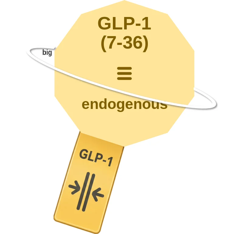 GLP-1 (7-36) ballicule: receptor binding, kinetics and half-life diagram