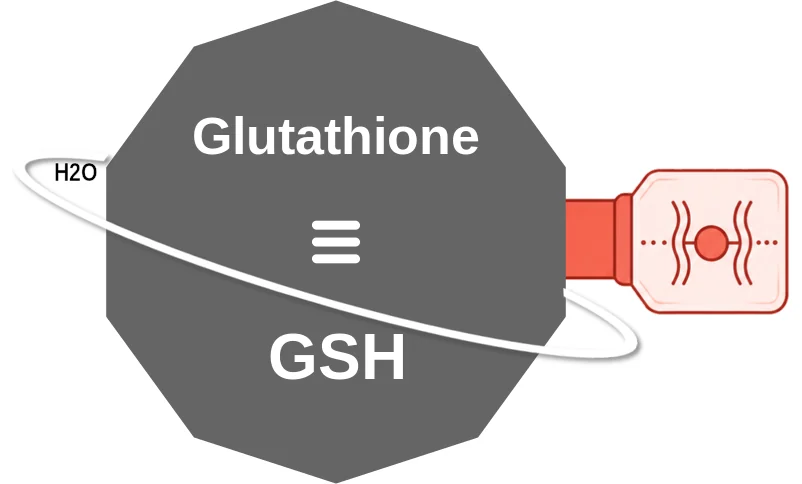 Glutathione ballicule: receptor binding, kinetics and half-life diagram