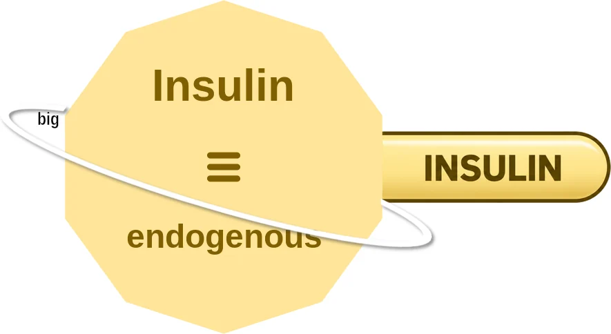 Insulin ballicule: receptor binding, kinetics and half-life diagram