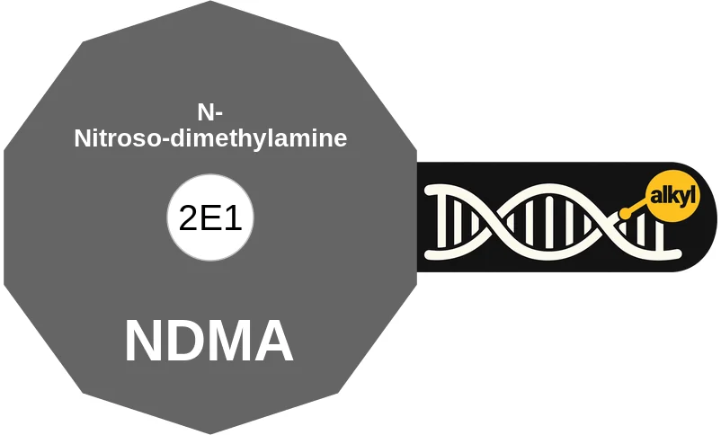 N-Nitrosodimethylamine ballicule: receptor binding, kinetics and half-life diagram