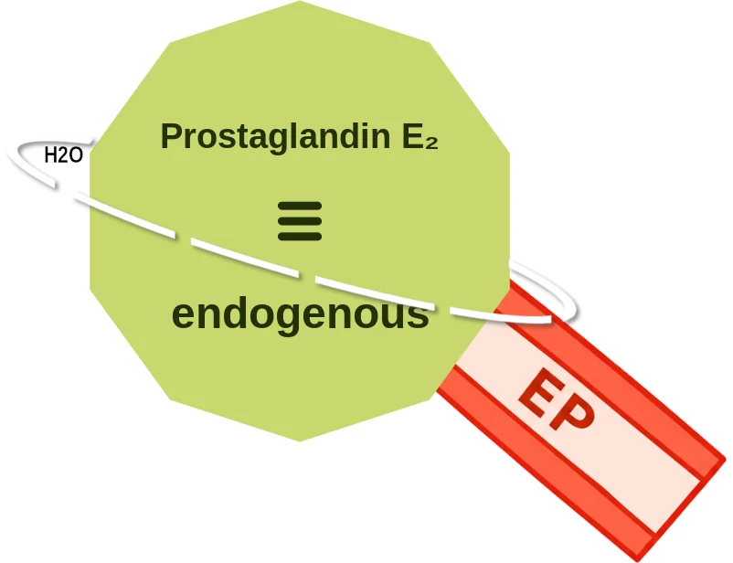 Prostaglandin E₂ ballicule: receptor binding, kinetics and half-life diagram