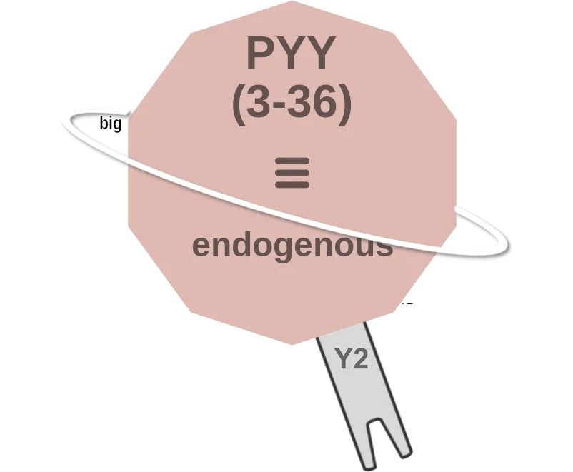PYY (3-36) ballicule: receptor binding, kinetics and half-life diagram