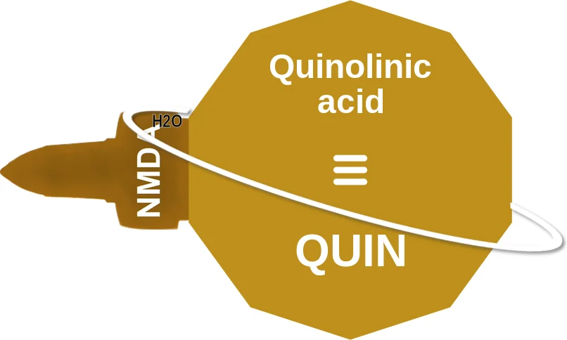 Quinolinic acid ballicule: receptor binding, kinetics and half-life diagram