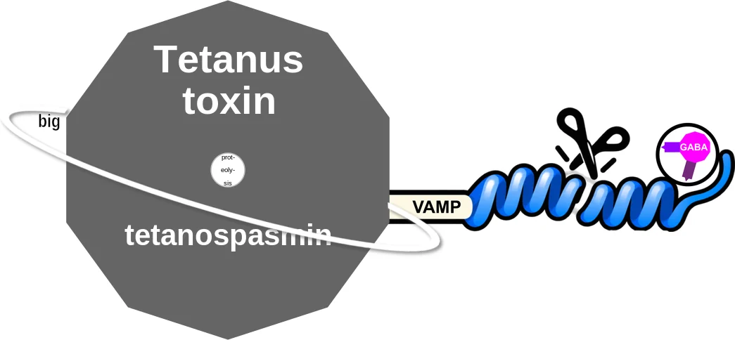 Tetanus toxin ballicule: receptor binding, kinetics and half-life diagram