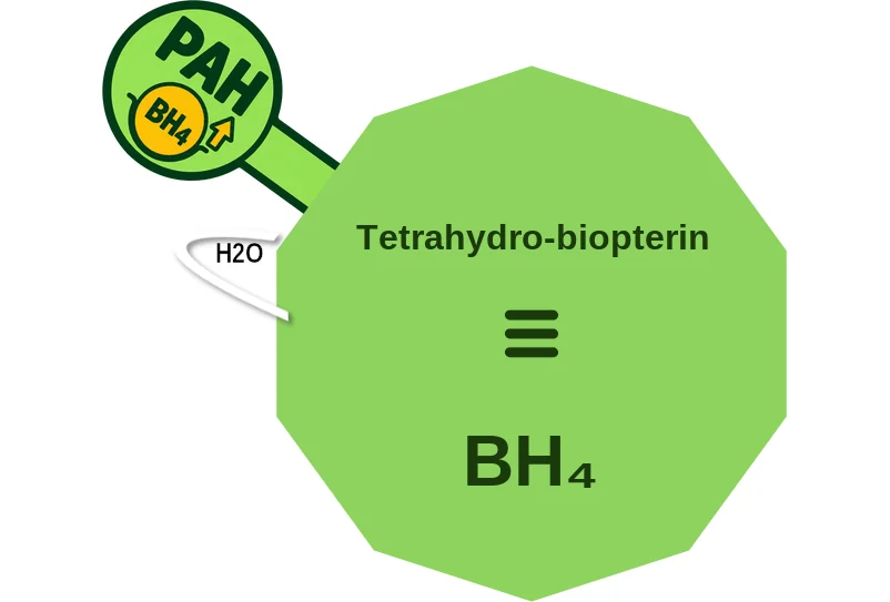 Tetrahydrobiopterin ballicule: receptor binding, kinetics and half-life diagram