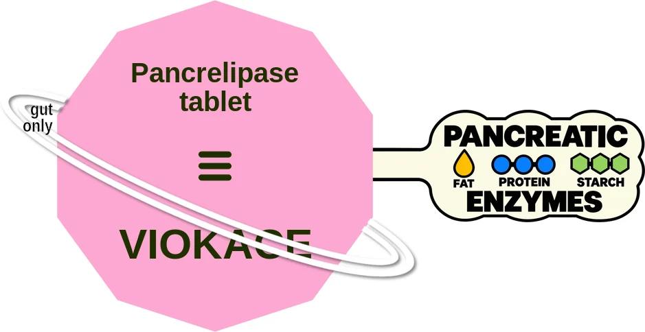 Pancrelipase tablet ballicule: receptor binding, kinetics and half-life diagram