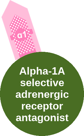 Alpha-1A selective adrenergic receptor antagonist — mechanism peg (Ballicules)