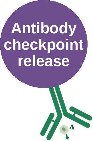 Antibody checkpoint release — mechanism peg (Ballicules)