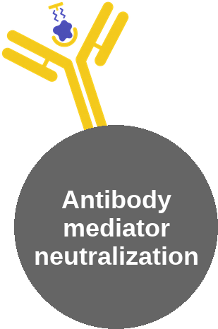 Antibody mediator neutralization — mechanism peg (Ballicules)