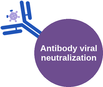 Antibody viral neutralization — mechanism peg (Ballicules)