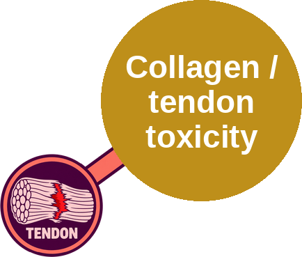 Fluoroquinolone collagen toxicity (tendon, aorta) — mechanism peg (Ballicules)