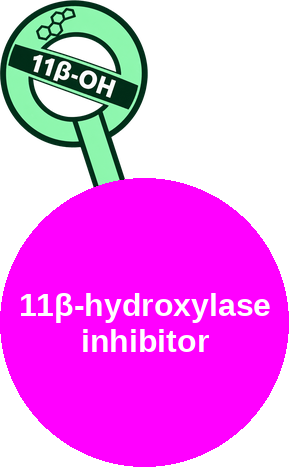11β-hydroxylase inhibitor (adrenal cortisol synthesis) — mechanism peg (Ballicules)