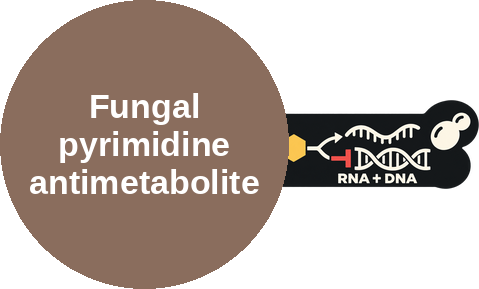 Fungal pyrimidine antimetabolite (cytosine deaminase → 5-FU) — mechanism peg (Ballicules)
