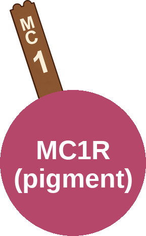 Melanocortin-1 receptor agonism (hyperpigmentation) — mechanism peg (Ballicules)