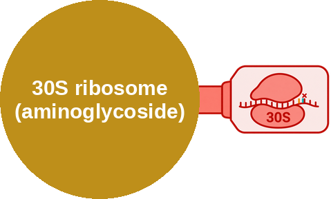 Bacterial 30S ribosomal inhibitor — aminoglycoside (misreading, bactericidal) — mechanism peg (Ballicules)