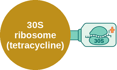 Bacterial 30S ribosomal inhibitor — tetracycline (A-site block, bacteriostatic) — mechanism peg (Ballicules)