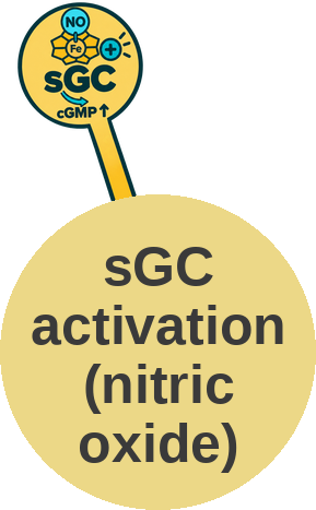 Soluble guanylate cyclase activation by nitric oxide — mechanism peg (Ballicules)