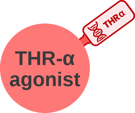 Thyroid hormone receptor α agonist — mechanism peg (Ballicules)