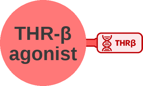 Thyroid hormone receptor β agonist — mechanism peg (Ballicules)