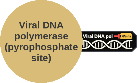 Viral DNA polymerase inhibitor — pyrophosphate site — mechanism peg (Ballicules)