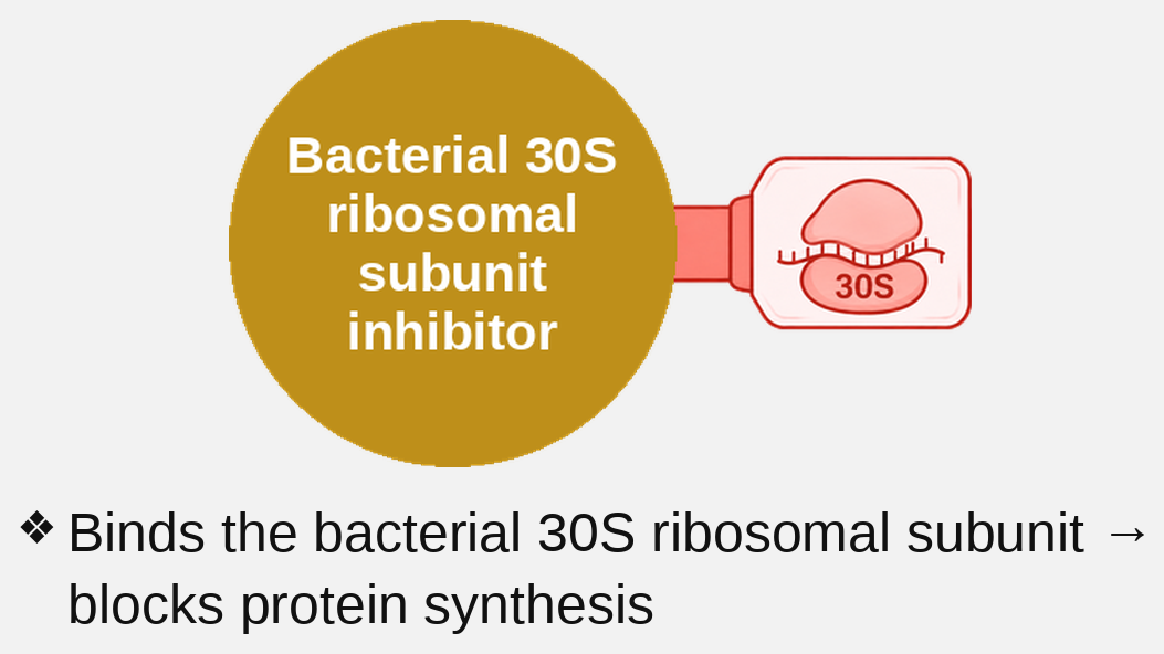 30S ribosome inhibitor mechanism card