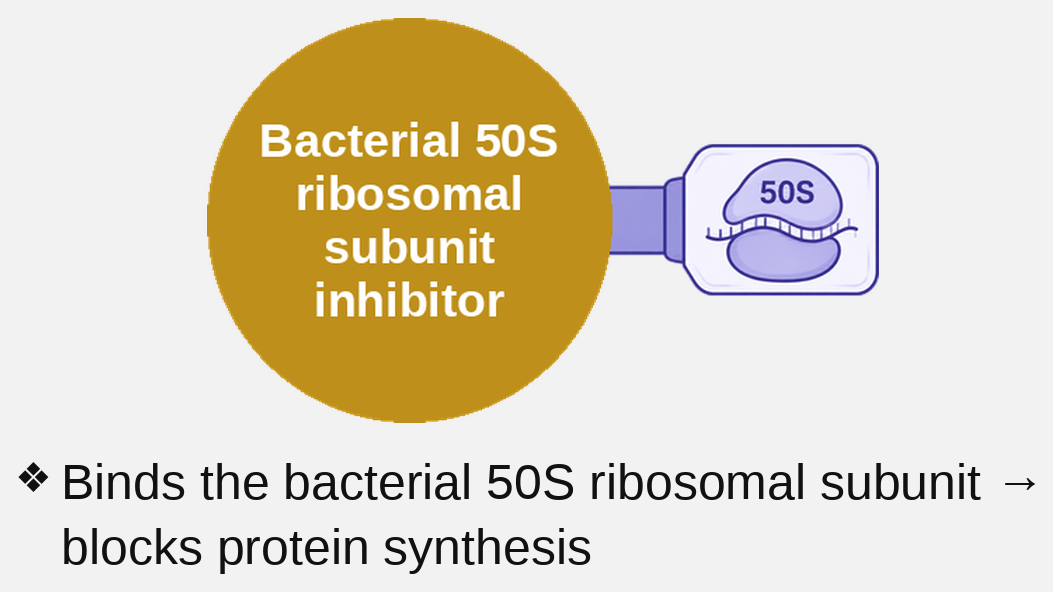 50S ribosome inhibitor mechanism card