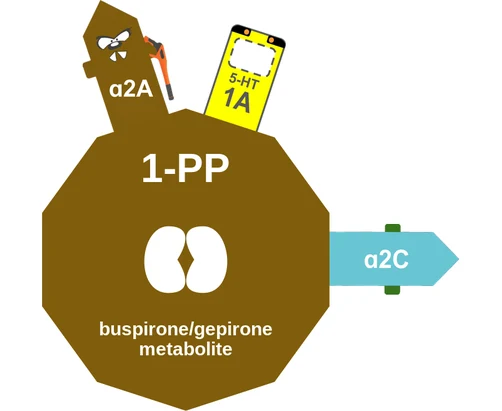 1-PP ballicule: receptor binding, kinetics and half-life diagram