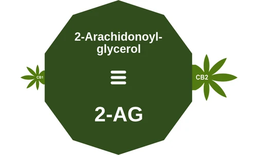 2-Arachidonoyl glycerol ballicule: receptor binding, kinetics and half-life diagram