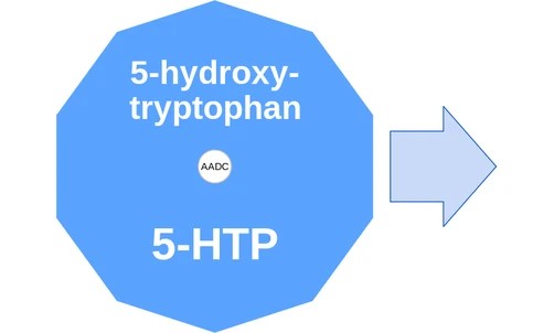 5-hydroxy tryptophan ballicule: receptor binding, kinetics and half-life diagram
