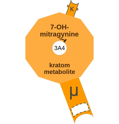 7-OHmitragynine ballicule: receptor binding, kinetics and half-life diagram