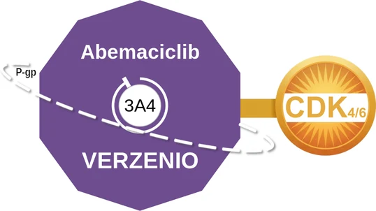 Abemaciclib ballicule: receptor binding, kinetics and half-life diagram