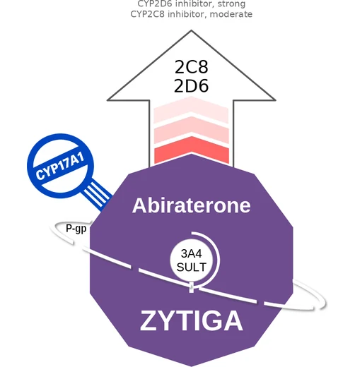 Abiraterone ballicule: receptor binding, kinetics and half-life diagram