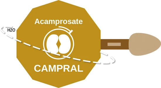 Acamprosate ballicule: receptor binding, kinetics and half-life diagram