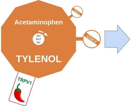 Acetaminophen ballicule: receptor binding, kinetics and half-life diagram