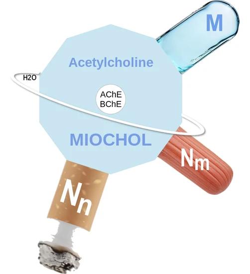 Acetylcholine ballicule — decagon mechanism diagram