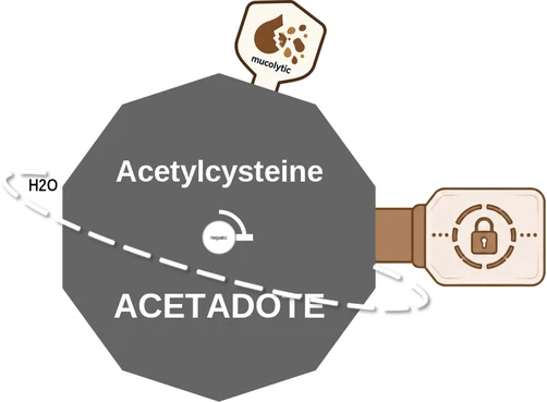 Acetylcysteine ballicule: receptor binding, kinetics and half-life diagram