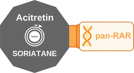 Acitretin ballicule: receptor binding, kinetics and half-life diagram