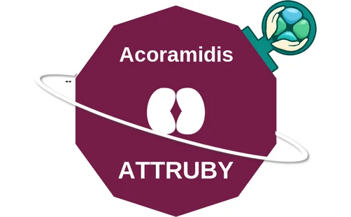 Acoramidis ballicule: receptor binding, kinetics and half-life diagram