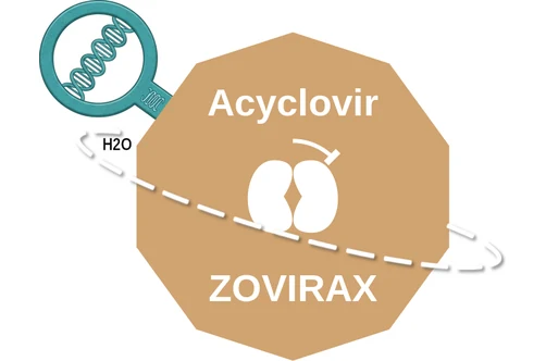 Acyclovir ballicule: receptor binding, kinetics and half-life diagram