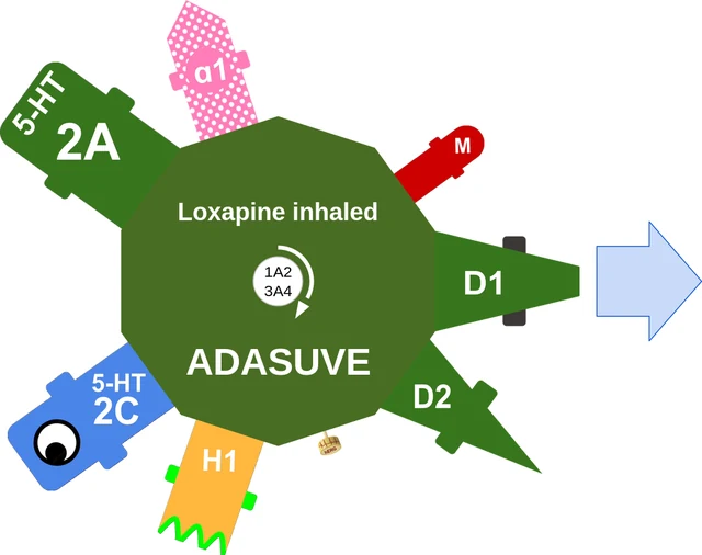 Loxapine inhaled ballicule: receptor binding, kinetics and half-life diagram