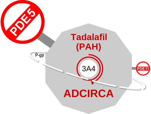 Tadalafil (PAH) ballicule: receptor binding, kinetics and half-life diagram