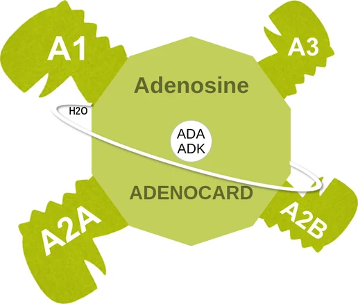 Adenosine ballicule — decagon mechanism diagram