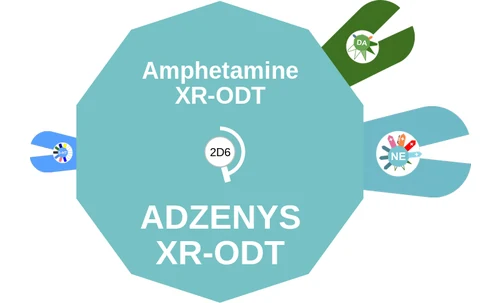 Amphetamine XR-ODT ballicule: receptor binding, kinetics and half-life diagram