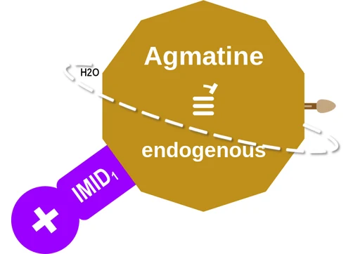 Agmatine ballicule: receptor binding, kinetics and half-life diagram