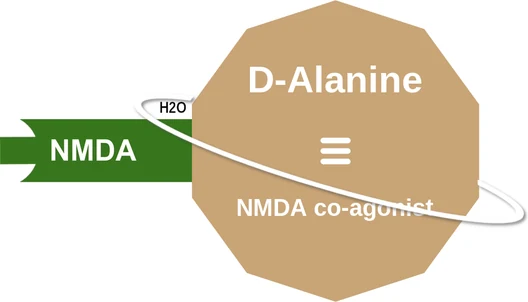 D-Alanine ballicule — decagon mechanism diagram