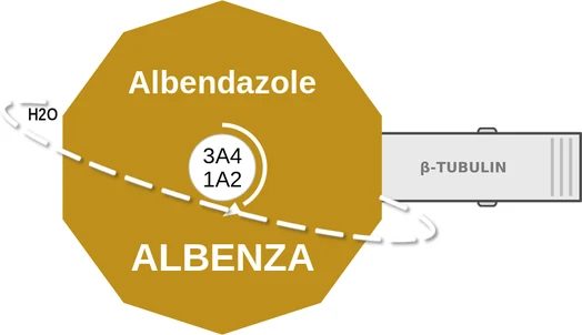 Albendazole ballicule: receptor binding, kinetics and half-life diagram