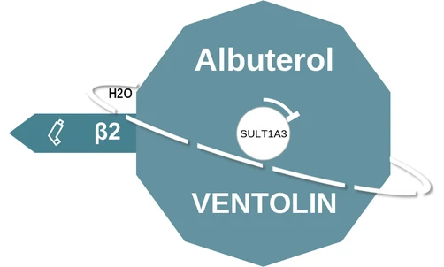 Albuterol ballicule — decagon mechanism diagram