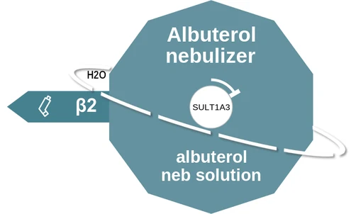 Albuterol nebulizer ballicule — decagon diagram of its receptor and enzyme targets