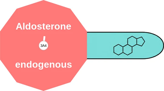 Aldosterone ballicule — decagon mechanism diagram